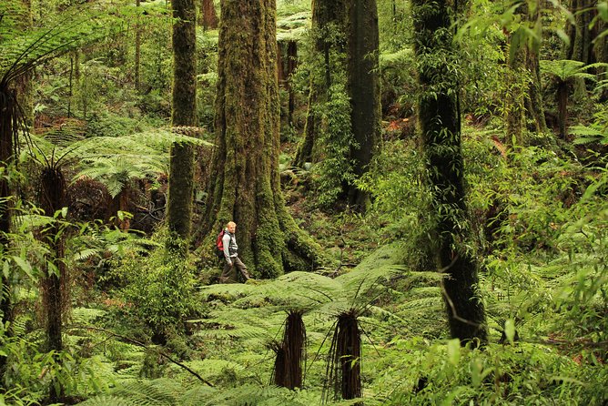 Whirinaki Forest Rotorua Hiking Foris Eco Tours