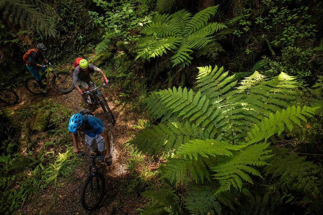 New Zealand Mountain Biking Whirinaki Forest