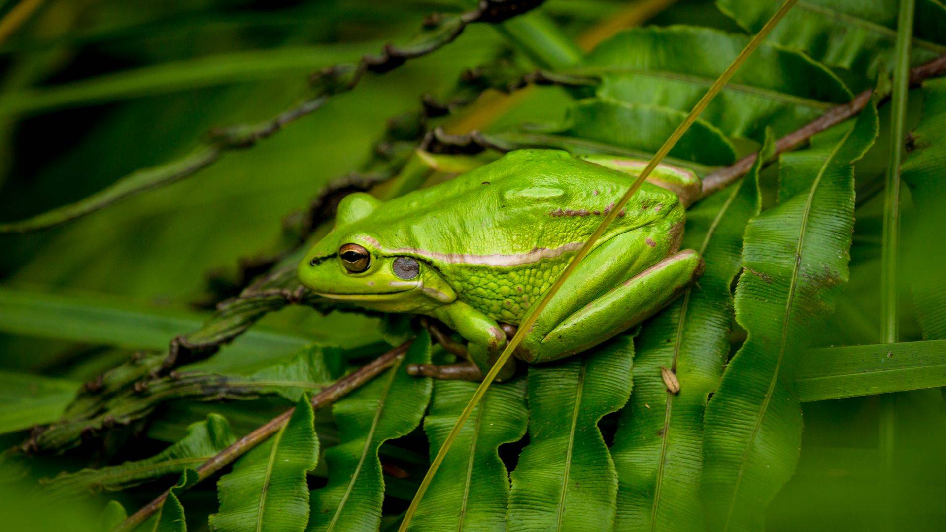 Native frog at Waimangu Volcanic Valley