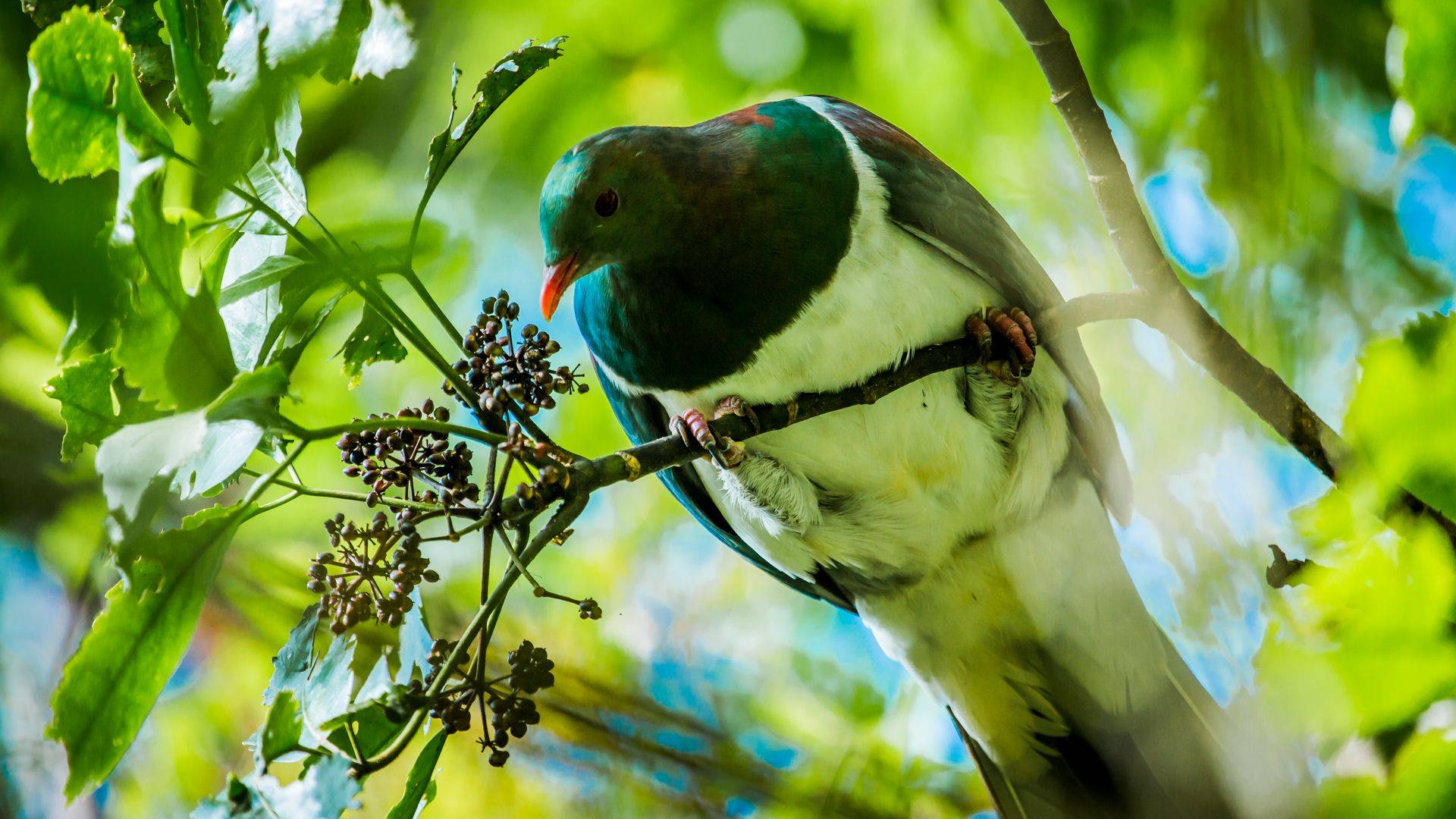 Native Wood Pigeon - Kereru at Waimangu Volcanic Valley